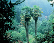 Trebah Gardens